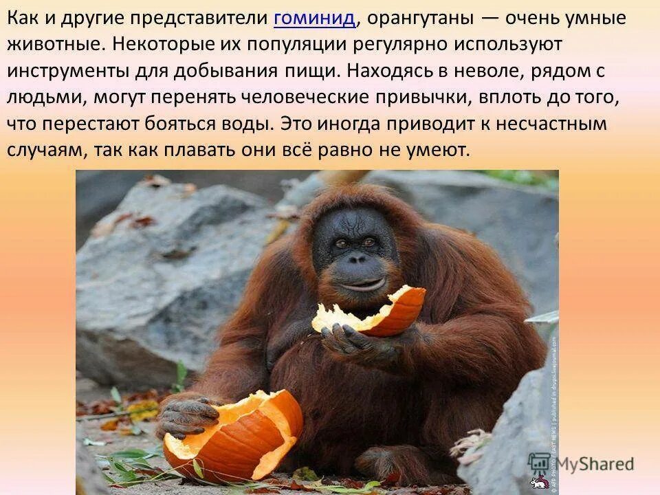 Орангутан сообщение. Красная книга обезьяны. Орангутан с острова борнео. Орангутан красная книга. Орангутанг описание.