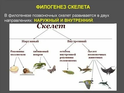 Система органов позвоночных животных таблица