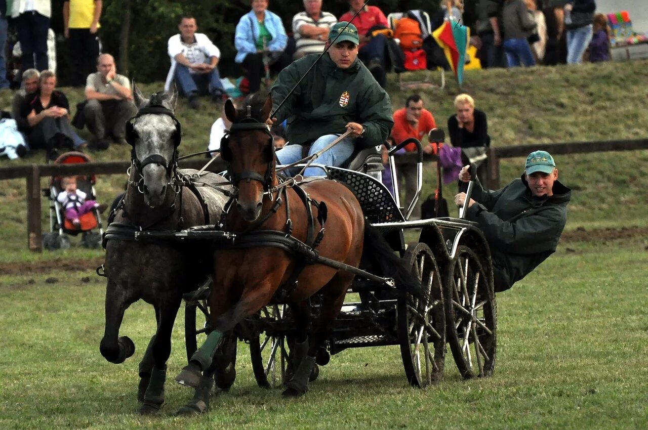 Driving horse