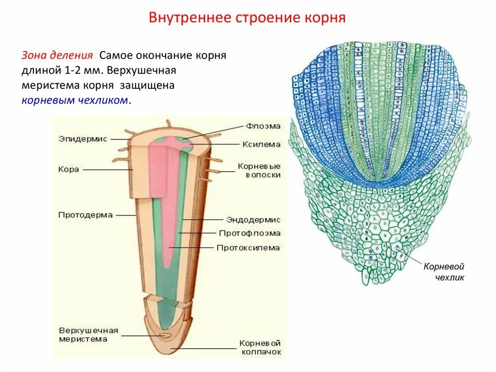 Анатомические зоны корня