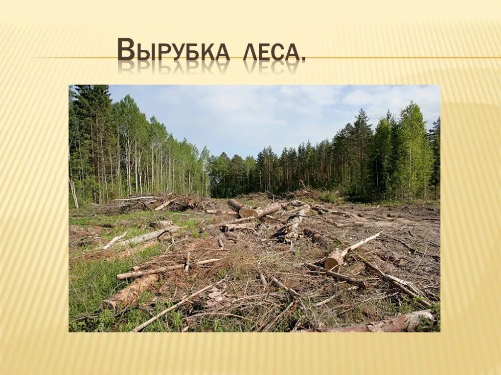 Экология вырубка лесов. Последствия вырубки лесов. Экологические проблемы леса. Проблема вырубки леса.