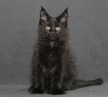 Черный котенок мейн куна