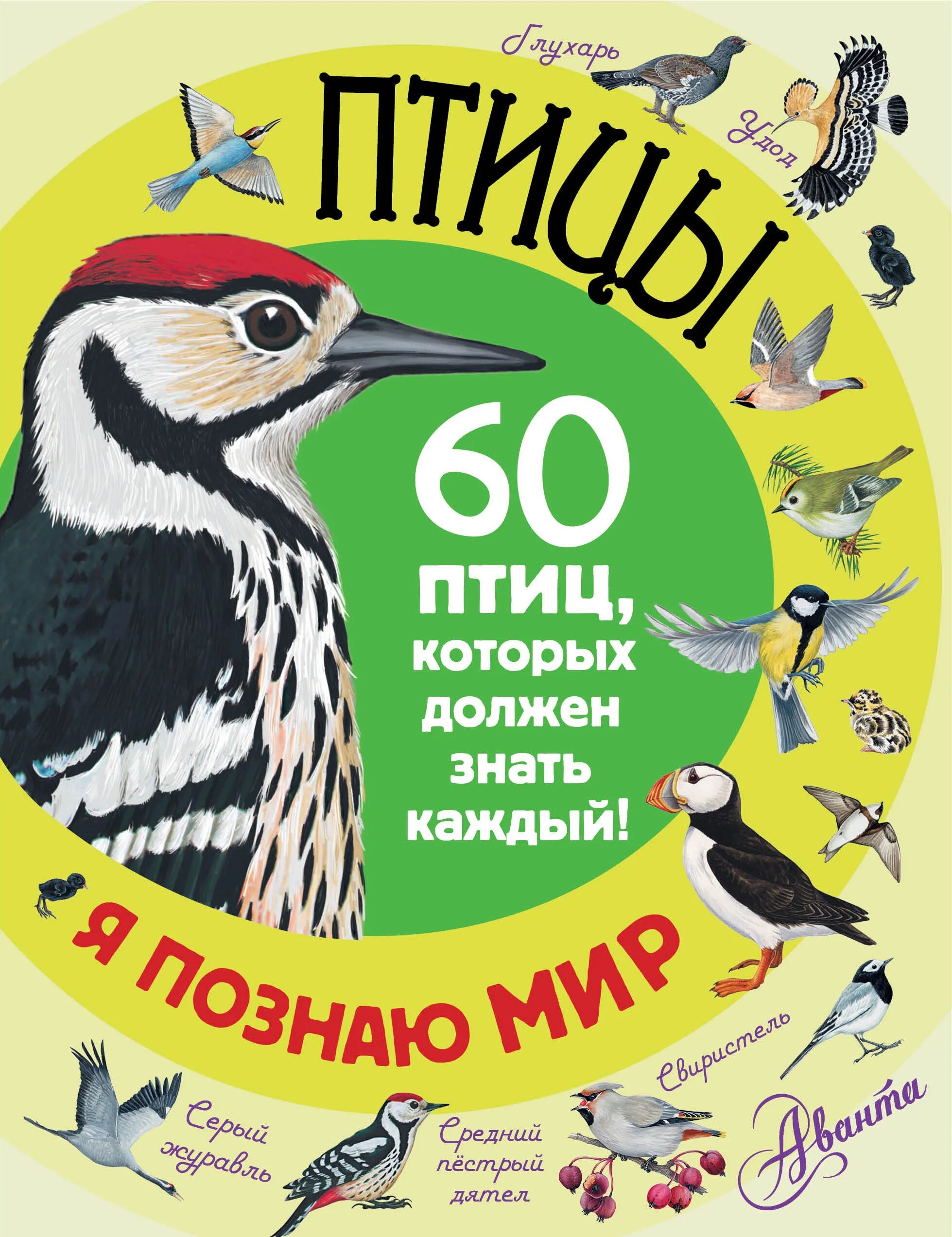 Читать книгу птичка
