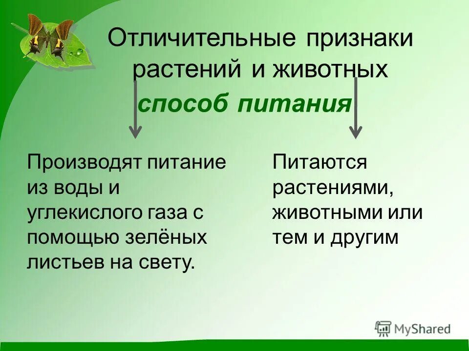 Какой общий признак у животных и растений. Питание растений и живот. Признаки растений и животных. Отличительные особенности растений и животных. Отличительные признаки животных и растений.