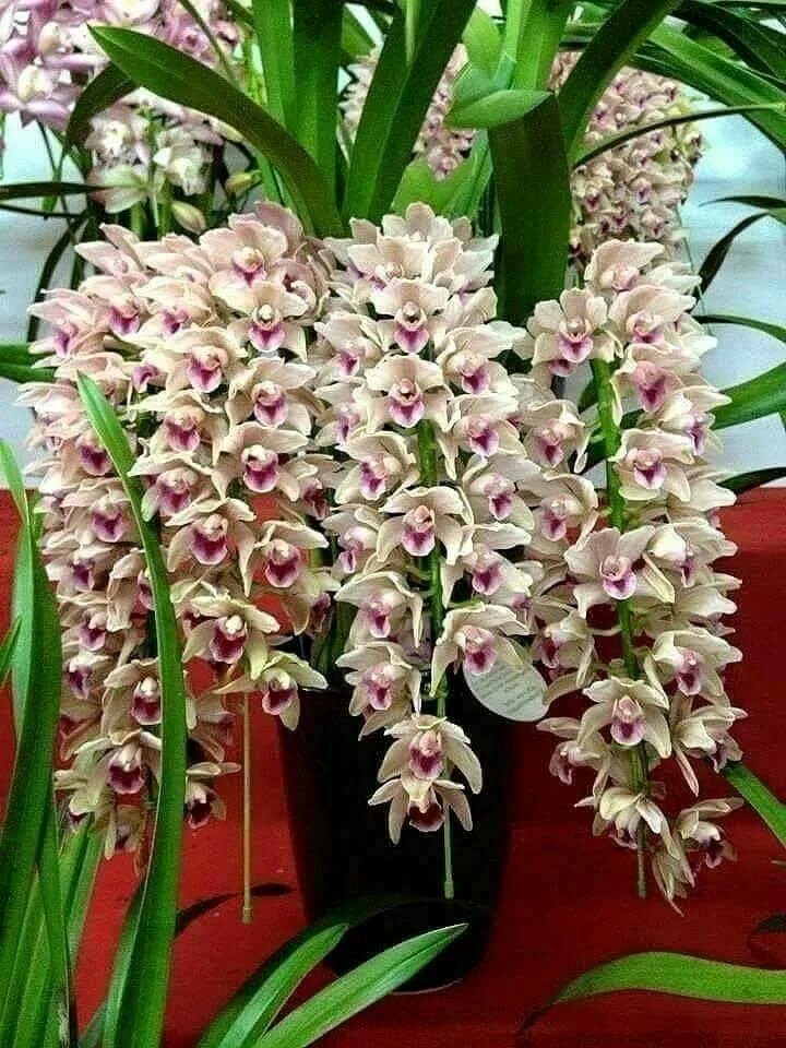 Орхидея цимбидиум как ухаживать. Цветок Цимбидиум. Орхидея Цимбидиум. Королевский Цимбидиум. Орхидея Дендробиум Цимбидиум.