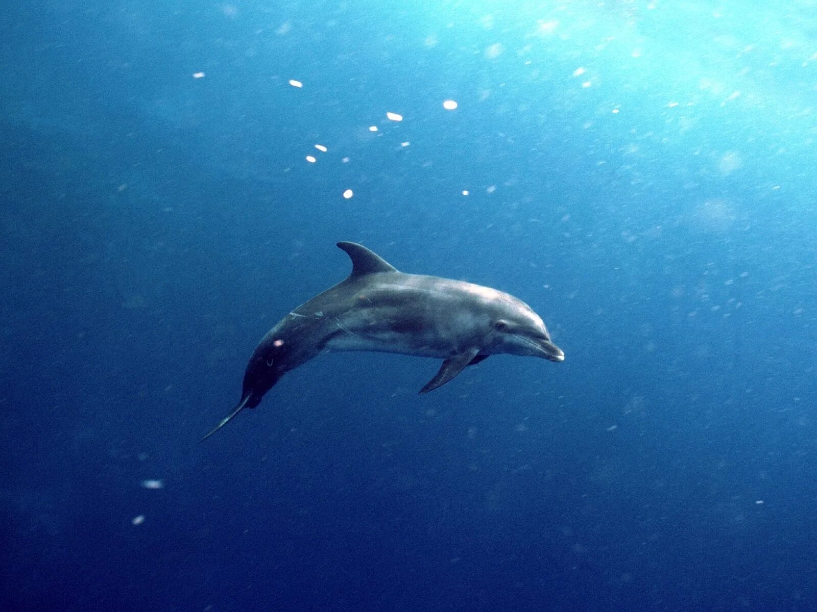 Слушать океан дельфин. Черноморская Афалина. Дельфин Афалина и рыбы. Дельфины в море. Дельфины под водой.