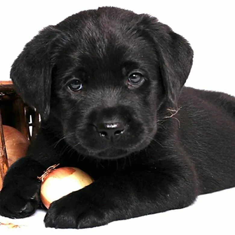 лабрадор черный щенок. видеть во сне черного щенка. щенки лабрадора маленькие черные. маленькая черная собака. лабрадор черный щенок.