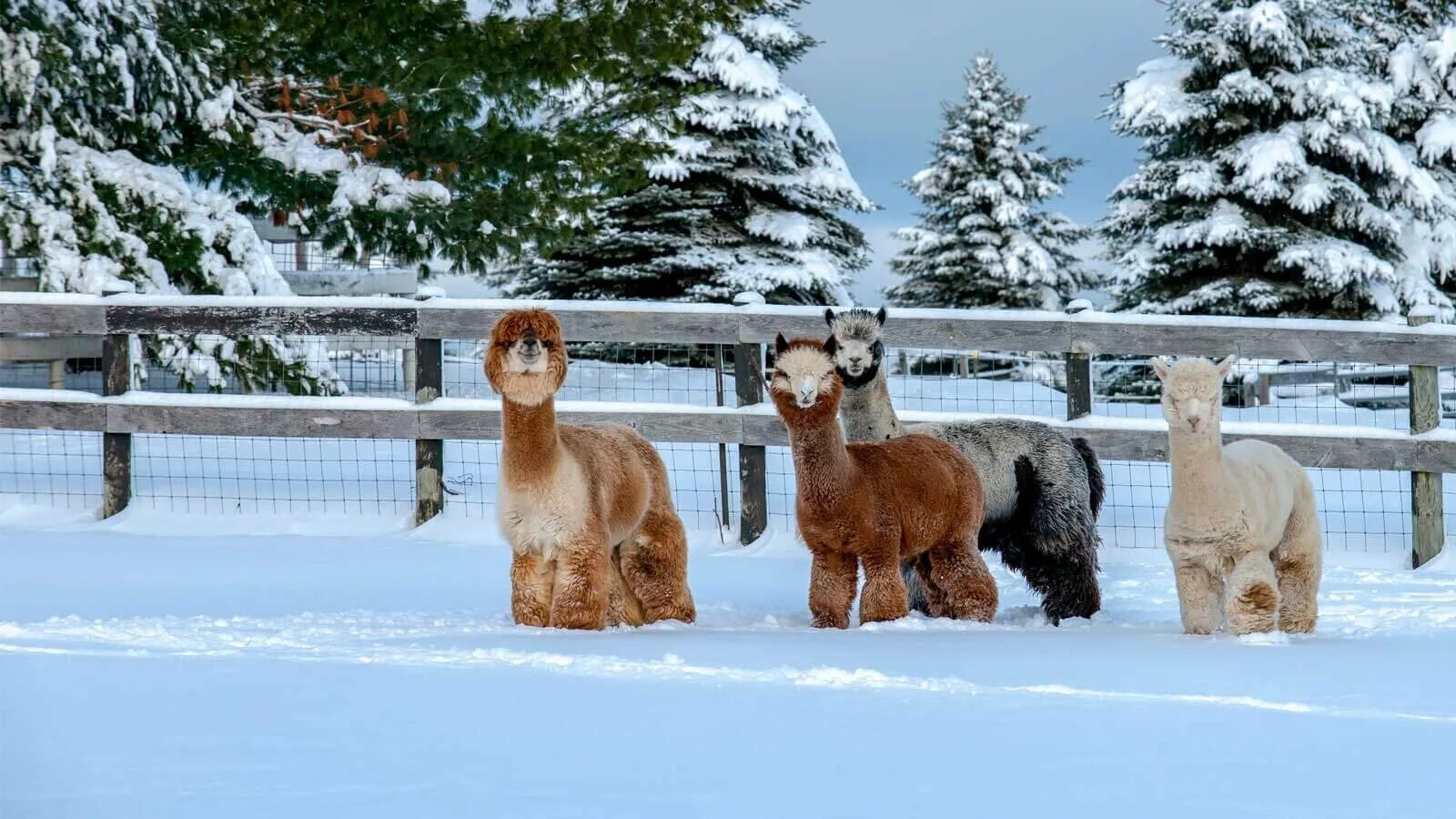 Девушки с ламами зимой. Лама или альпака. Альпаки дерется. Альпаки зимой. Альпака, вид ламы.