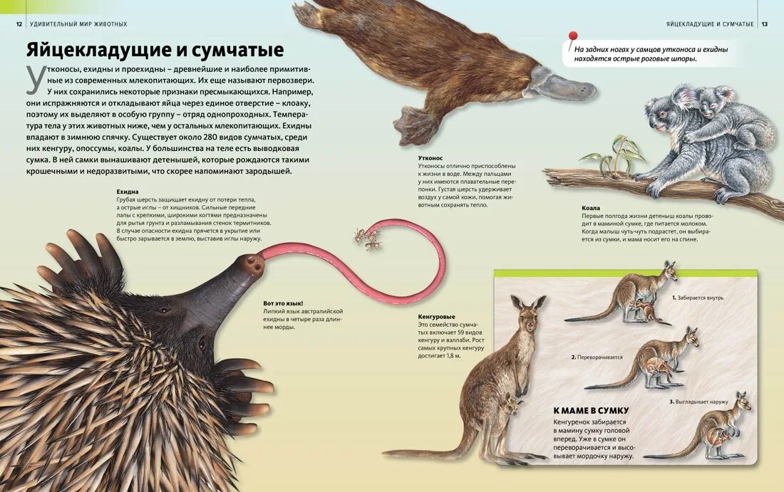 Особенности сумчатых млекопитающих. Сумчатые и яйцекладущие. Яцуекладущие млекопитающих. Размножение яйцекладущих млекопитающих. Яйцекладущие и сумчатые млекопитающие.