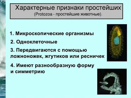 Признаки простейших 5 класс