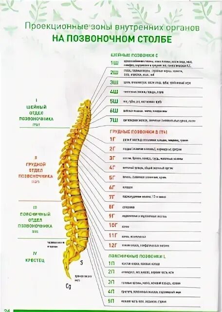 Позвоночник по отделам с номерами. Позвоночник человека строение нумерация позвонков. S1 отдел позвоночника схема. Строение позвоночника человека с расшифровкой. Строение позвоночника человека таблица.