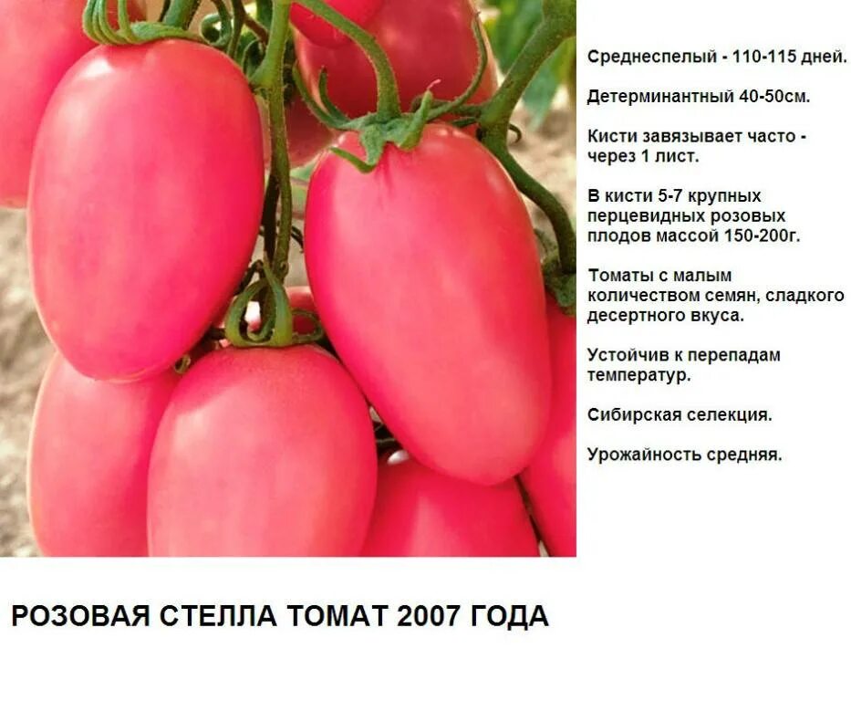 Томаты розовые лучшие сорта