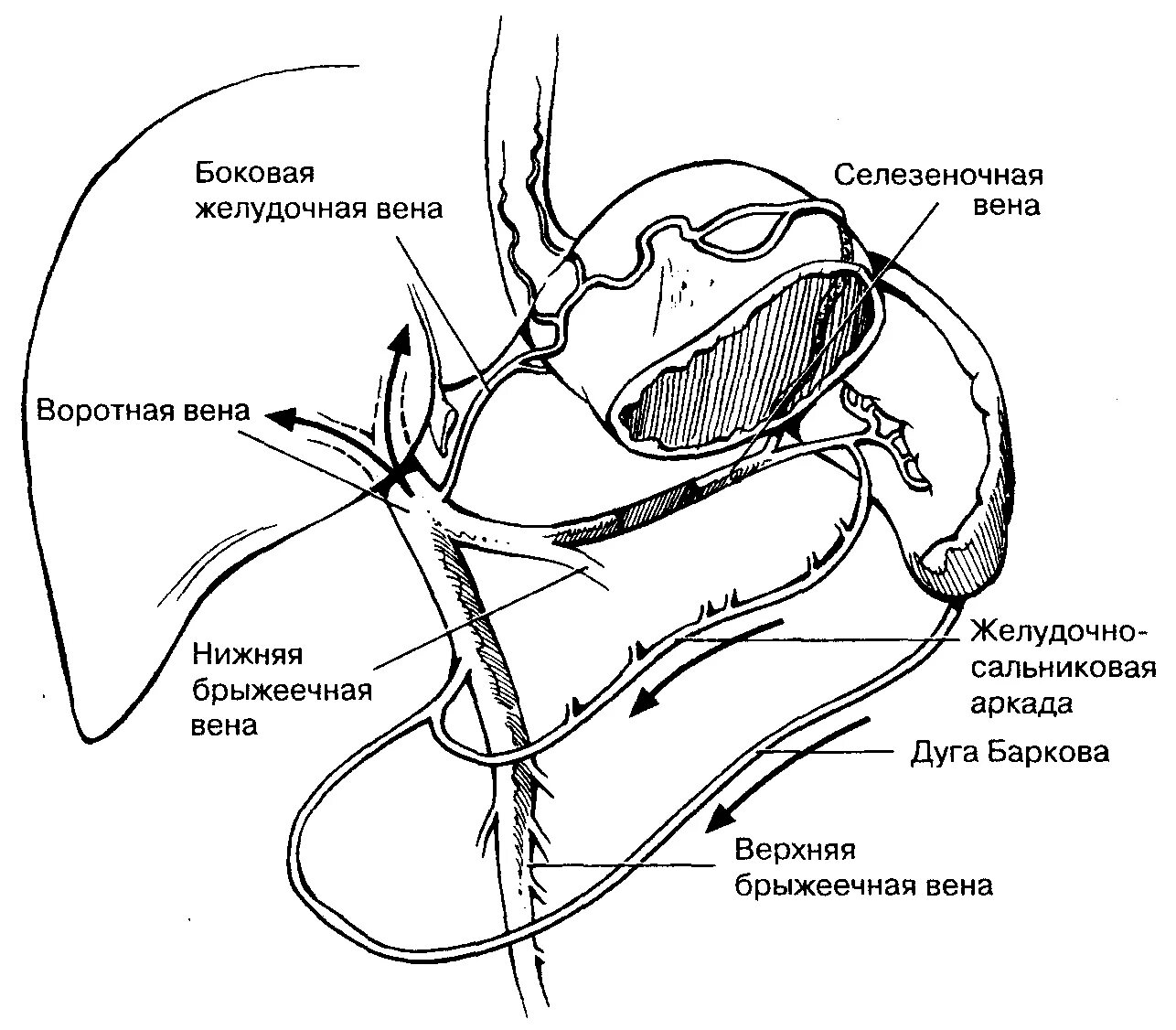 Венозный отток желудка схема. Коллатерали селезеночной вены. Селезеночная Вена схема. Селезеночная Вена анатомия. Правая желудочная вена