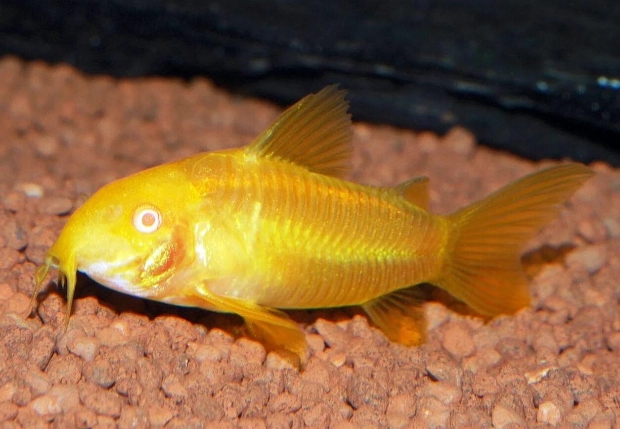 Рыбка золотого цвета