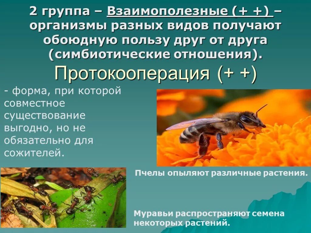 Взаимополезные взаимодействия организмов. Типы экологических взаимодействий взаимополезные. Экологические факторы взаимополезные. Типы экологических взаимоотношений протокооперация. Отношения вредные для обоих организмов