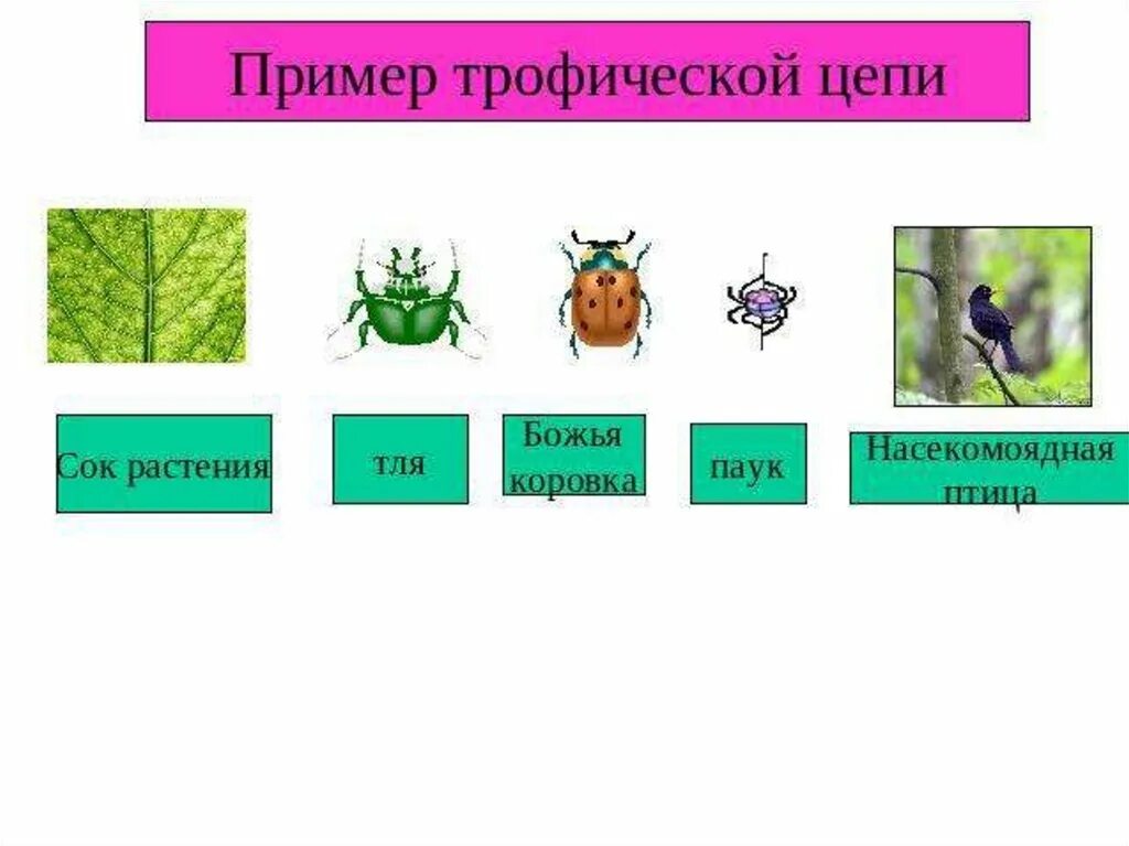 Цепь питания пауков. Трофическая цепь примеры. цепи насекомых и растений. пищевая цепочка с божьей коровкой. пищевая цепочка насекомых.