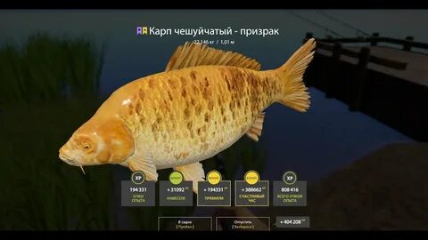 Где ловить карпа в русской рыбалке 4