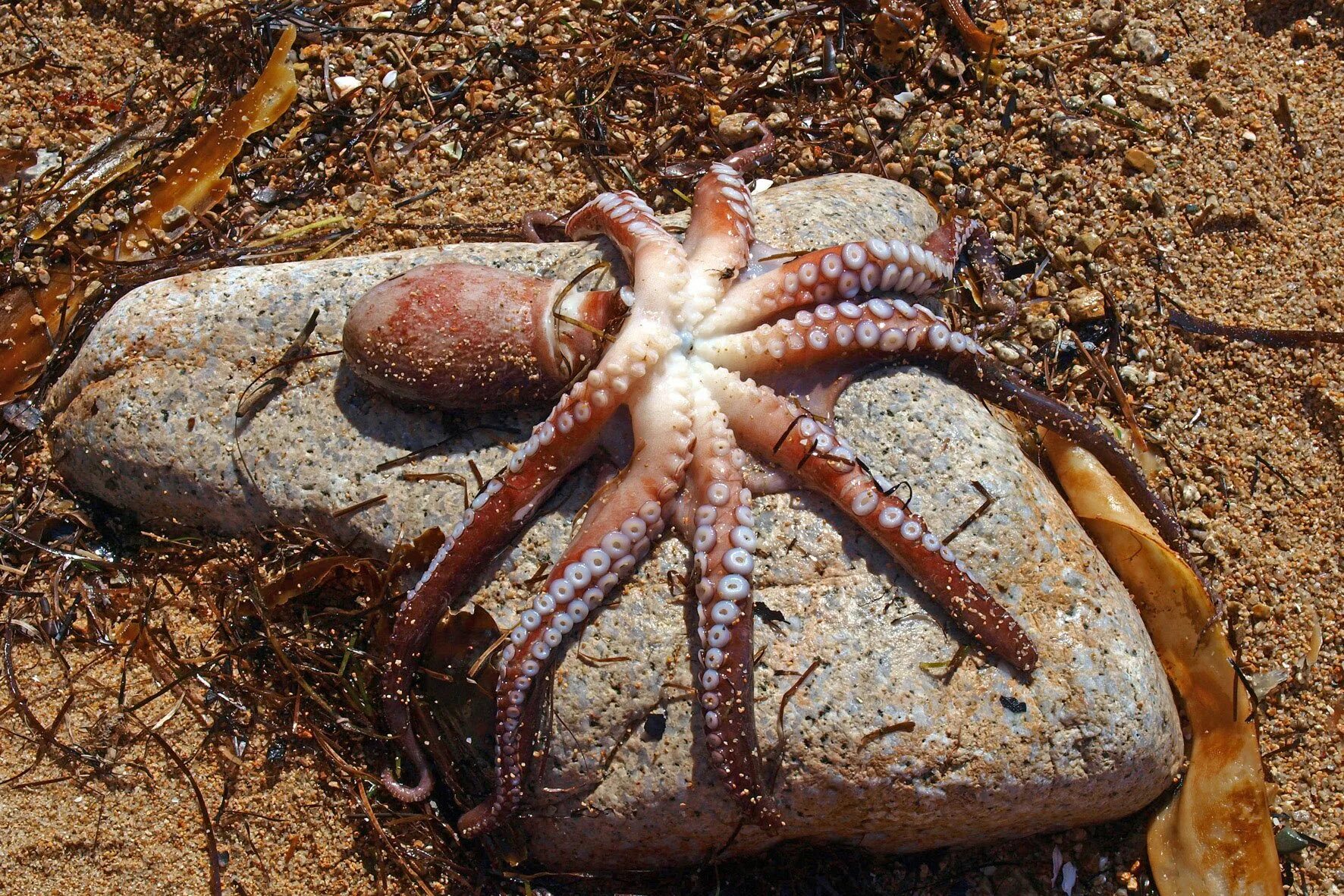 Песчаный осьминог. Осьминог японского моря.