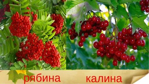 Калина рябина