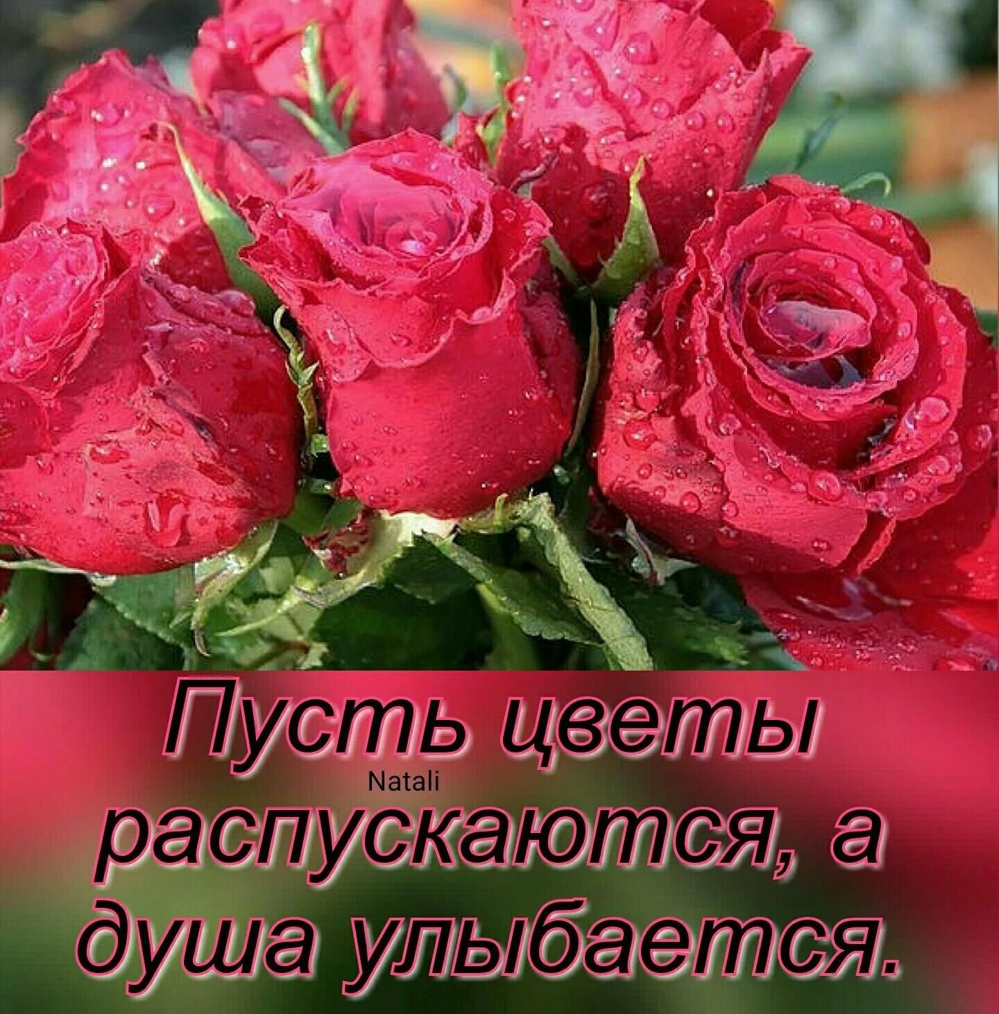 Пусть всегда красиво. Цветы для Наташи. Букет для Наташи. Красивые цветы для Наташи. Красивый букет для Наташи.