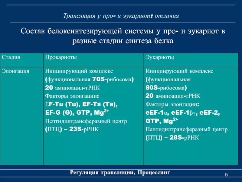 Биосинтез белка прокариот и эукариот. Биосинтез белка прокариот и эукариот