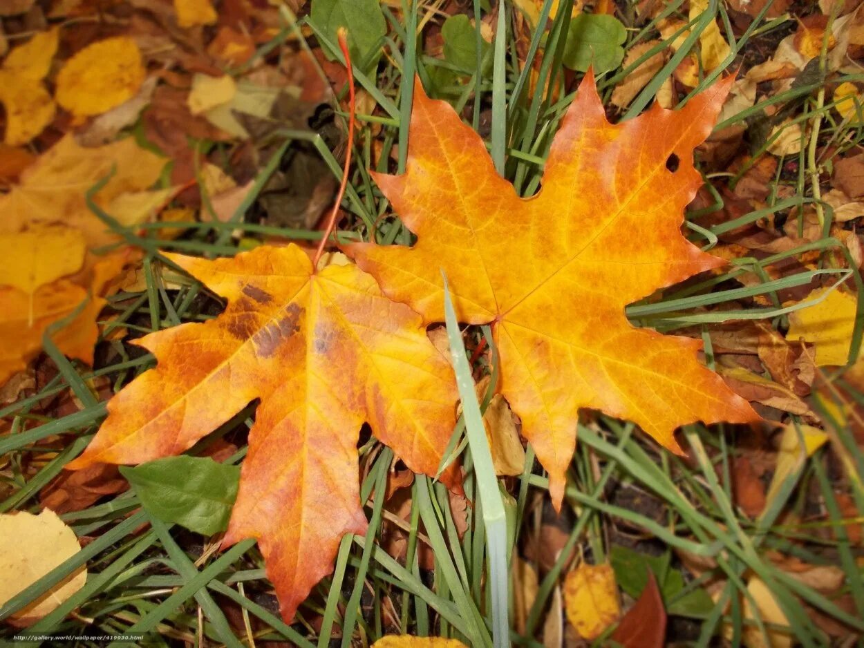 Лист осени фото. Клен дуболистный. Осенний кленовый лист. Желтый лист клена. Осень листья.