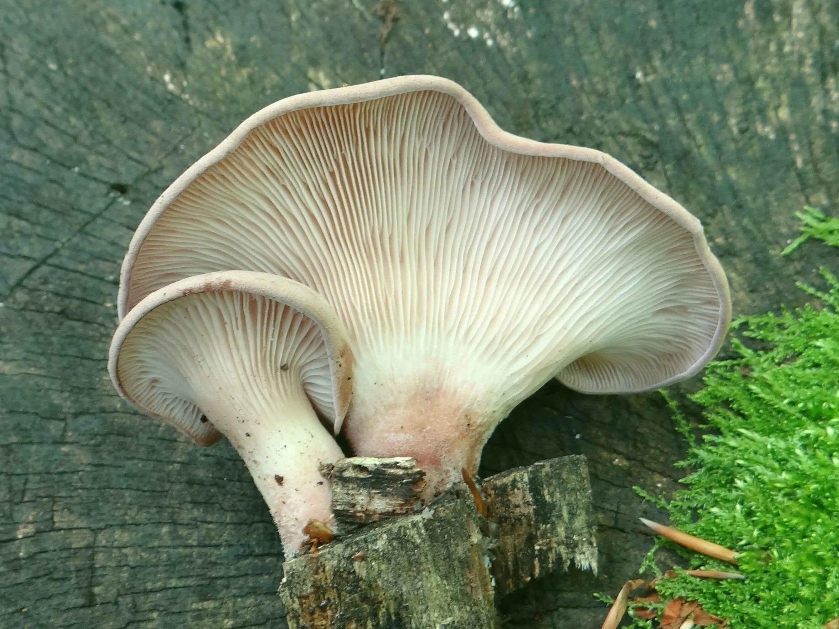 Pleurotus pulmonarius. Глива гриб. Вёшенка обыкновенная. Вешенка беловатая.