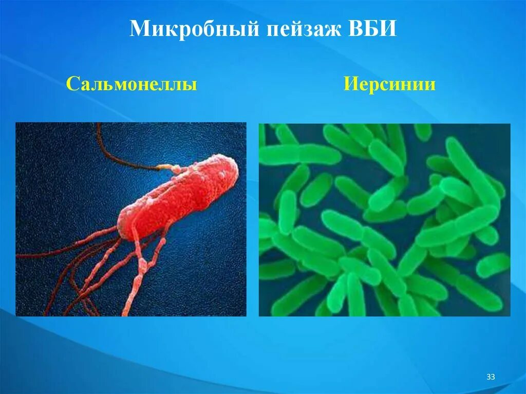Внутрибольничные инфекции микробиология. Внутрибольничные инфекции микробиология