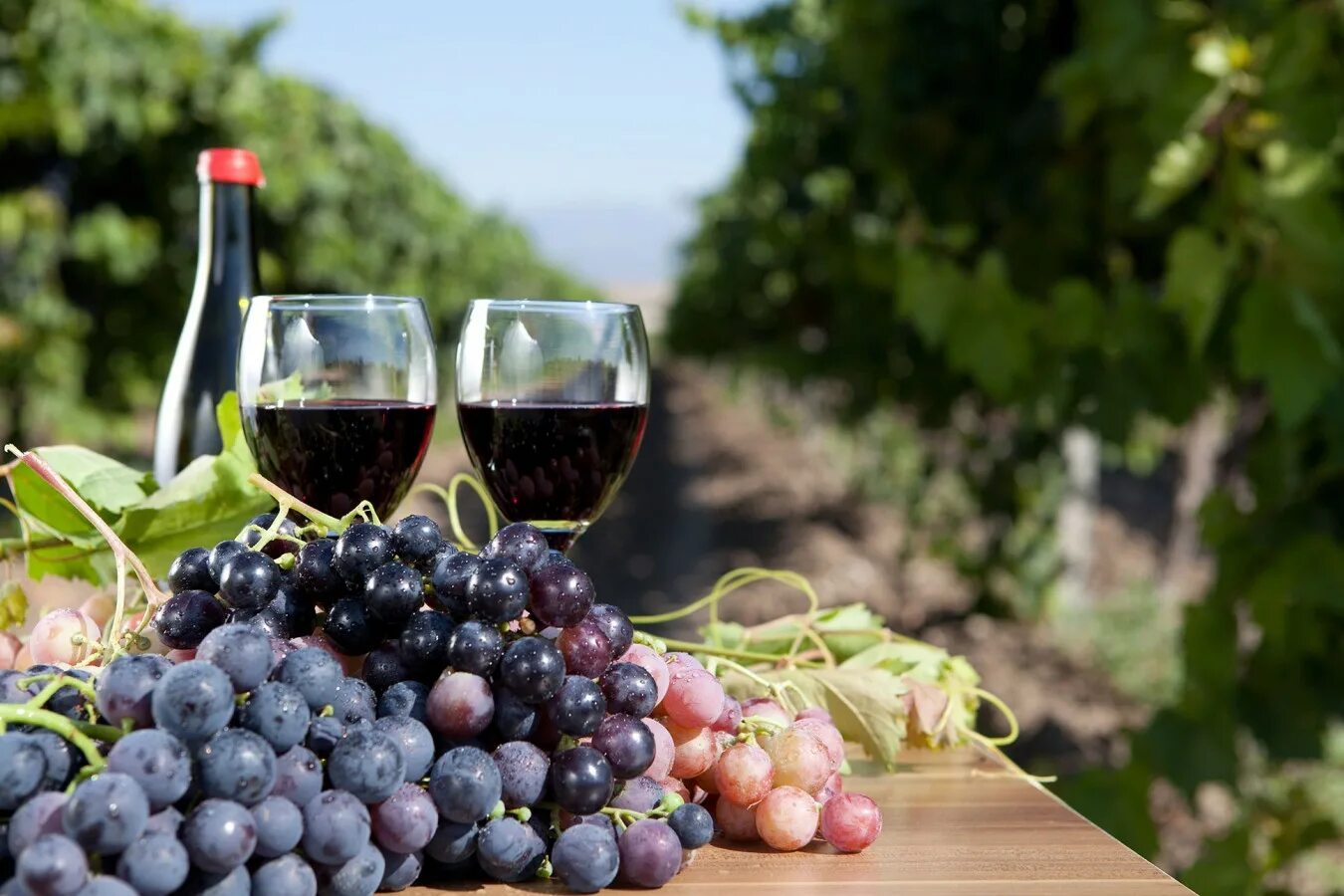 Картинку вине. Апулия Италия виноградники. Примитиво сорт винограда. Сорт винограда Примитиво вина. Апулия виноделие.