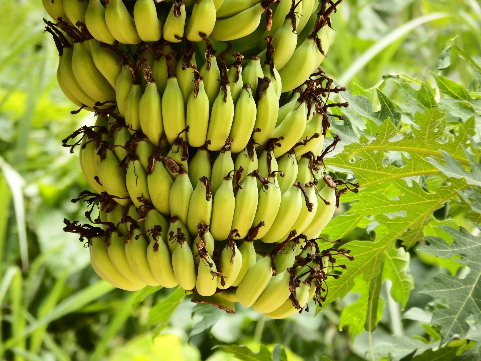 Бананы Уругвай. Банановые соплодия. Банановое дерево. Бананы растут.