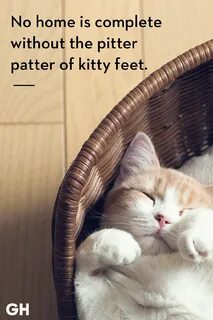 Where is kitten