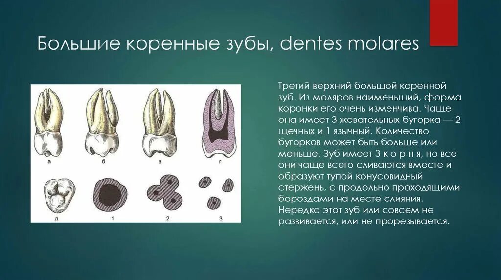 Клиническая анатомия зубов презентация.