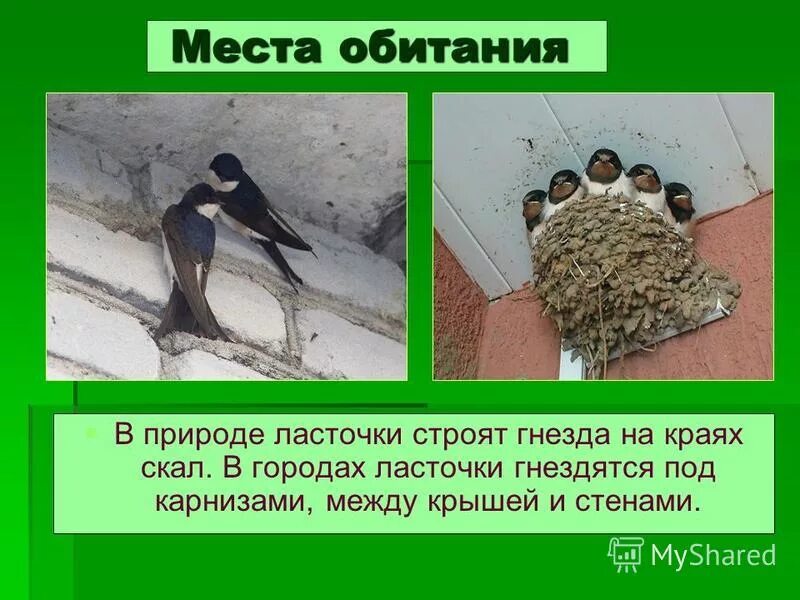 Ласточка. Ласточка место обитания. Внешнее строение ласточки. Места обитания ласточек. Ласточка место обитания.