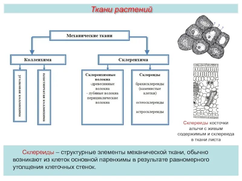 Механические ткани таблица колленхима. Механическая ткань растений колленхима. Механическая ткань колленхима и склеренхима. Механическая ткань растений колленхима и склеренхима склереиды. Структурные изменения ткани