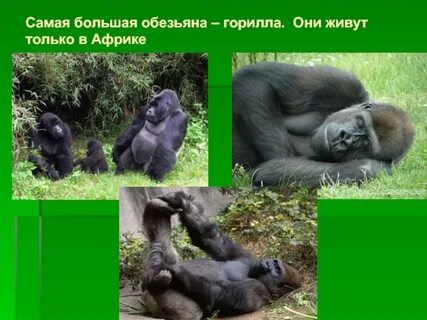 Где обитают гориллы