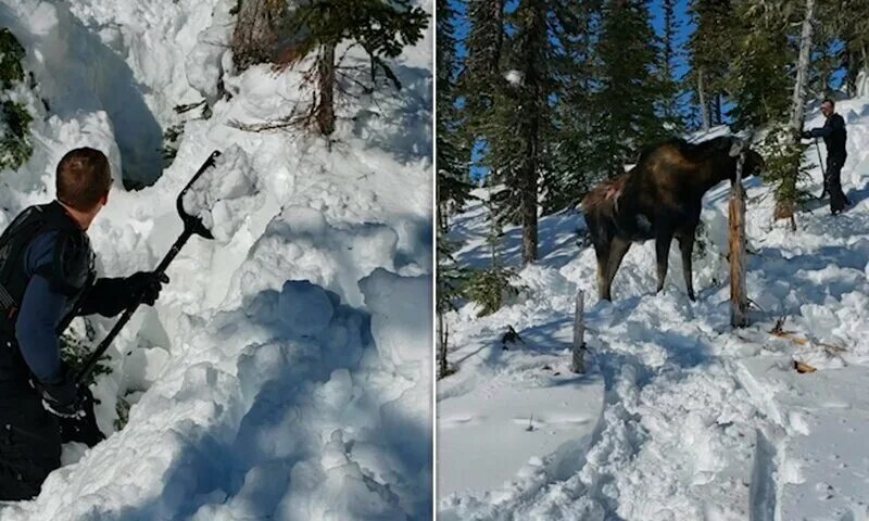 Застряла как то лосиха между двух деревьев. Пьяный лось застрял на дереве. Лосиха между 2 деревьев. Застряла между деревьев. Анекдот лось застрял между деревьями.