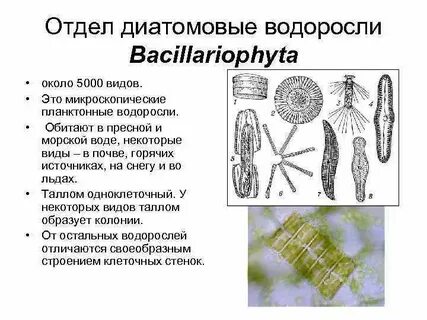 Диатомовые водоросли особенности