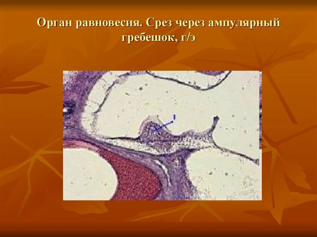 Орган равновесия гистология. Ампулярный гребешок гистология. равновесие гистология. слуховой гребешок гистология.