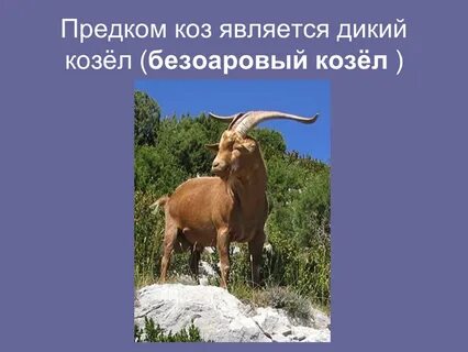 Дикой является