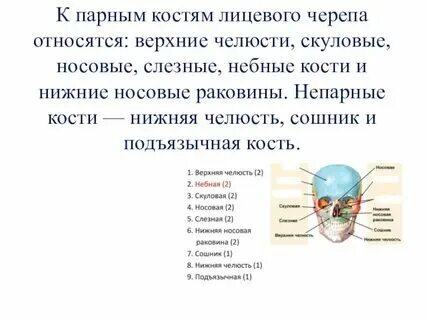 К черепным относятся