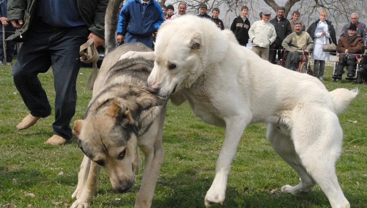 кангал и кавказская овчарка. собачьи бои кавказских алабай. собачьи бои кавказских алабай. овчарка кавказская европейская восточно. собачьи бои кавказских алабай.
