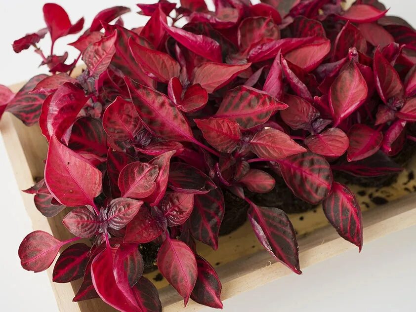 Как называется цветок бордовый лист. Ирезине Xербcта. Ирезине хёрбста. Ирезине Хербста Iresine herbstii. Ирезине Линдена.