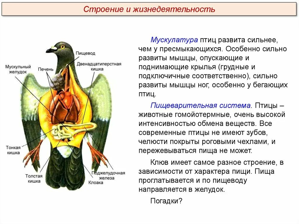 Дыхательная система птиц. Строение дыхательной системы птиц. Схема дыхательной системы птицы. Система легких у птиц.