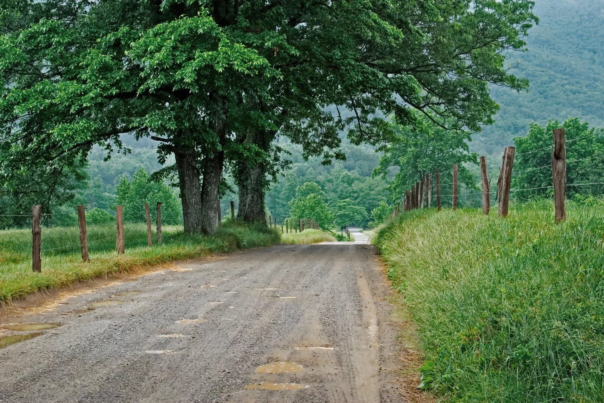 Растет возле дороги. Проселочная дорога дерево. Сельская дорога. Деревья возле дороги. Кусты у дороги.