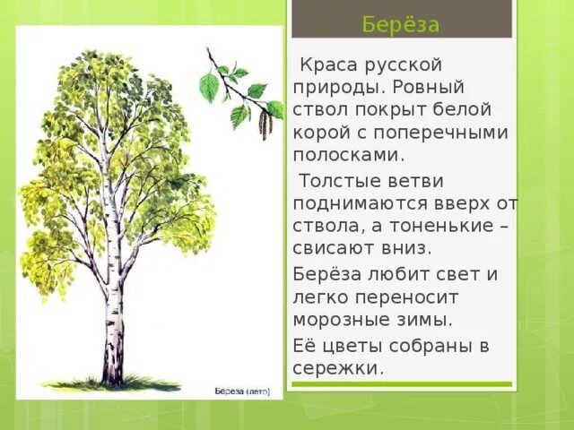 Береза очень созвучна русской природе впр. Доклад про березу. Описание березы. О берёзе кратко. Берёза информация о дереве.