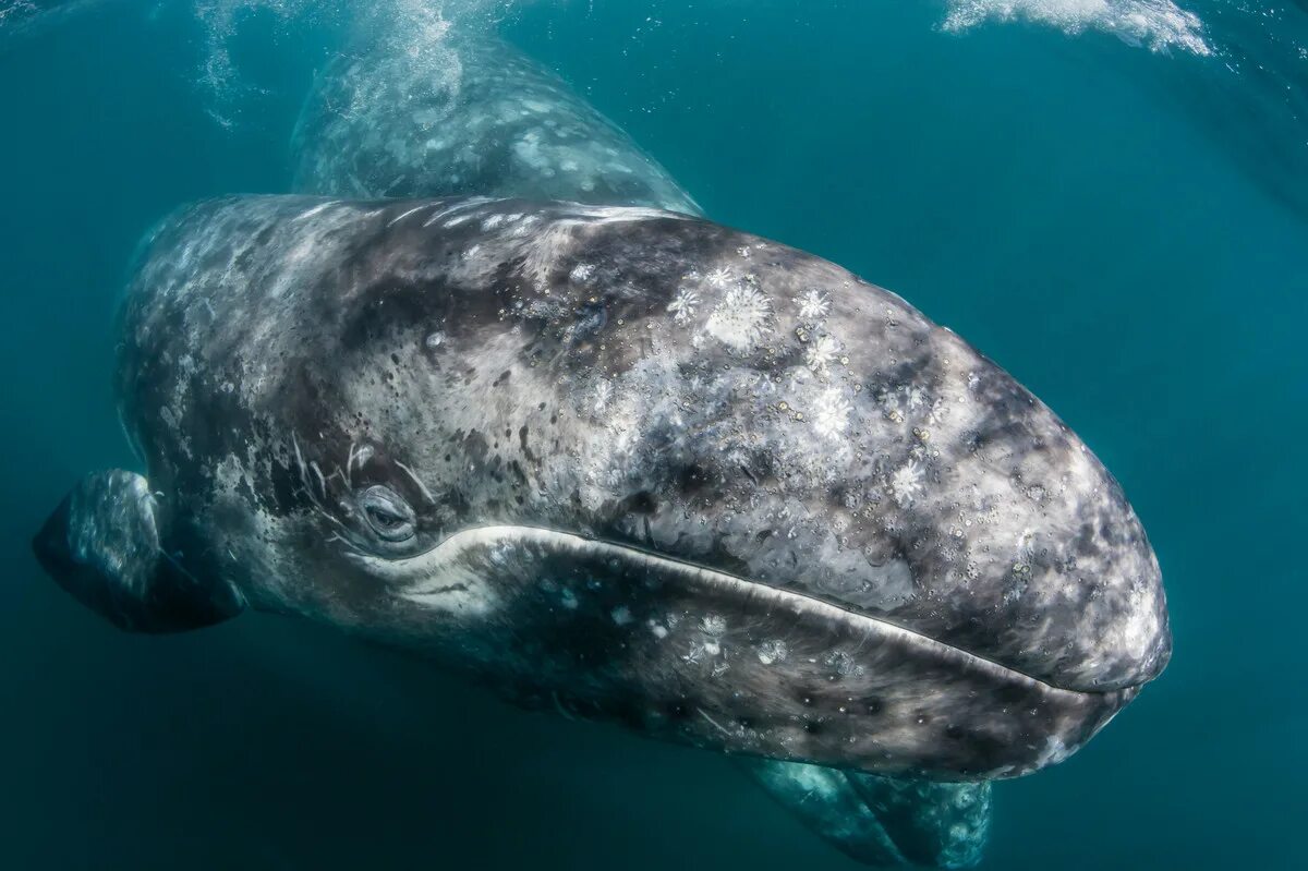 Киты атлантического океана. Серый кит (Eschrichtius gibbosus). Gray Whale Eschrichtius robustus серый кит. Серый кит Охотоморская популяция. Гренландский кит.