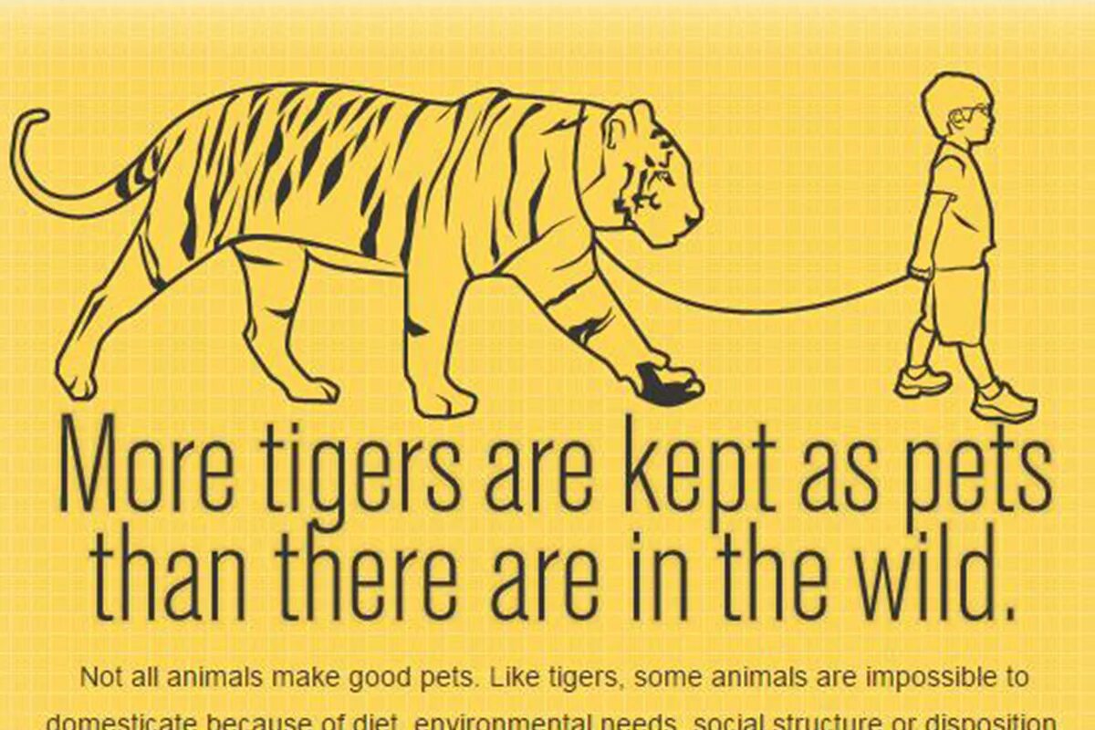 Keeping wild animals as pets essay