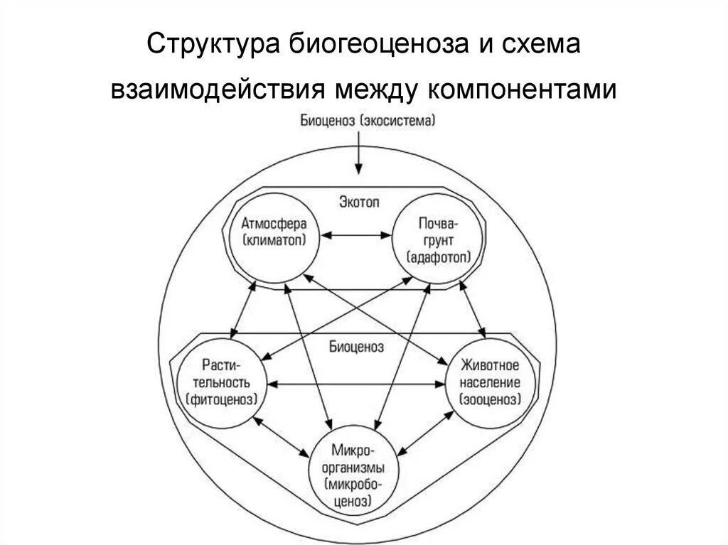 Иерархия взаимодействий. Экосистема биогеоценоз структура экосистемы. Структурная схема экосистемы. Структура экосистемы схема. Структура биогеоценоза и экосистемы.