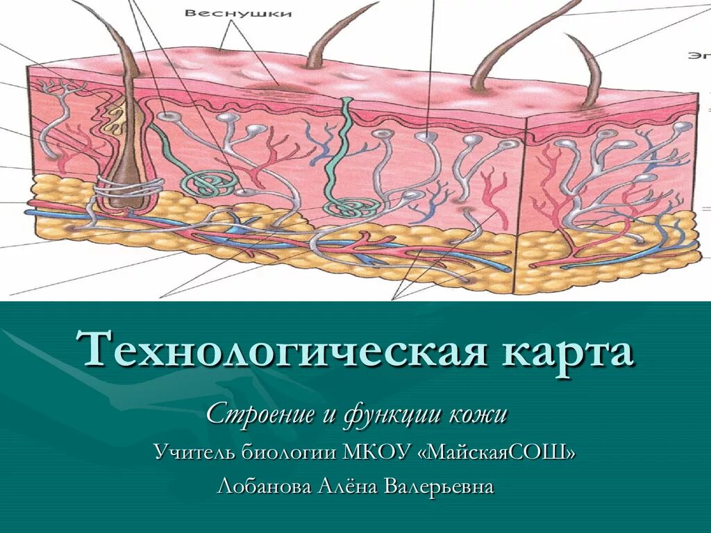 Функции кожи 9 класс биология. Строение кожи. Структура кожи. Послойное строение кожи. Строение кожи человека схема.