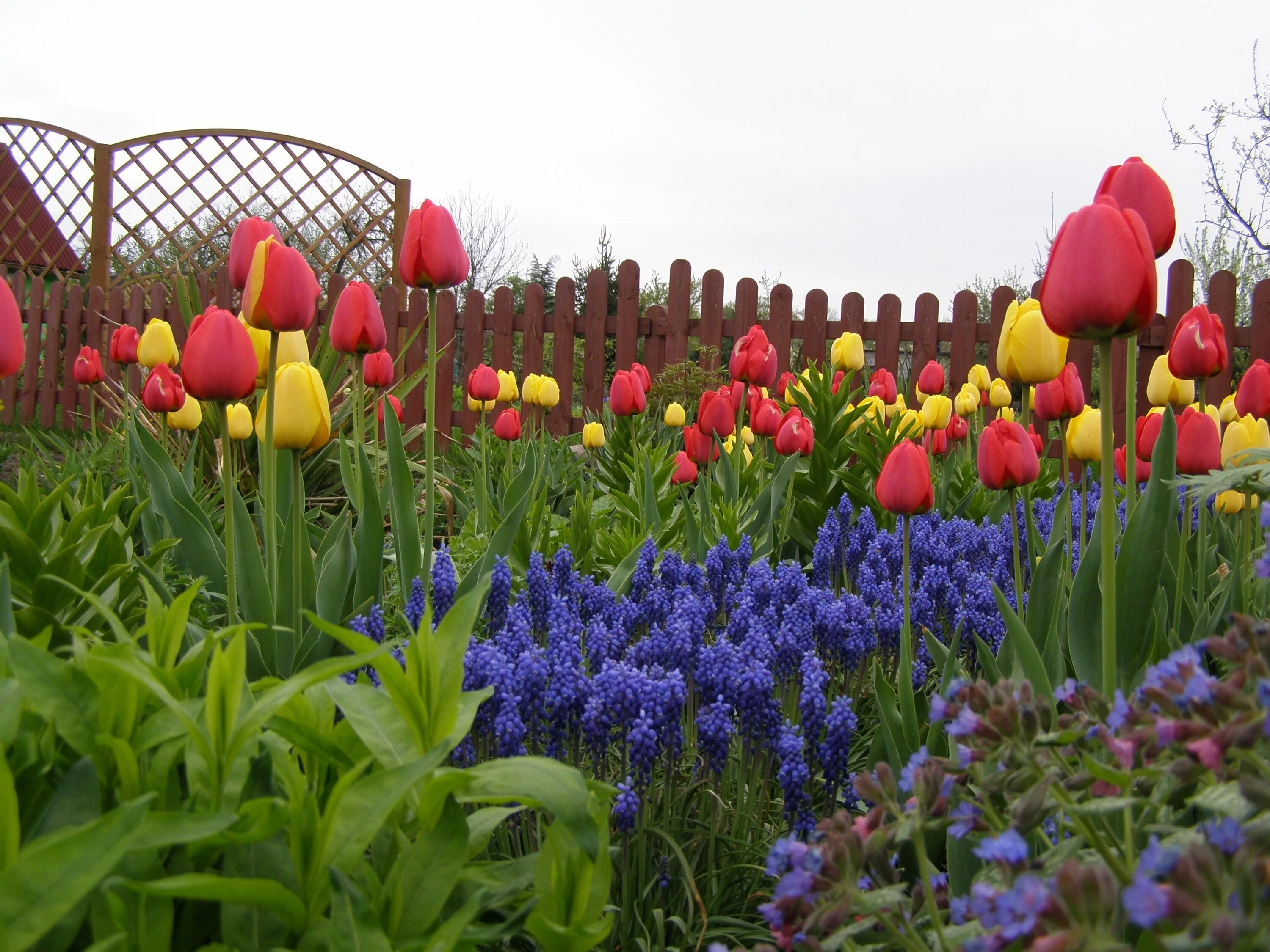 Цветы весной на даче фото. Однолетние луковичные тюльпаны. Клумба с тюльпанами. Тюльпаны в цветнике. Весенний цветник.
